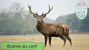 cerf.jpg cerf.jpg